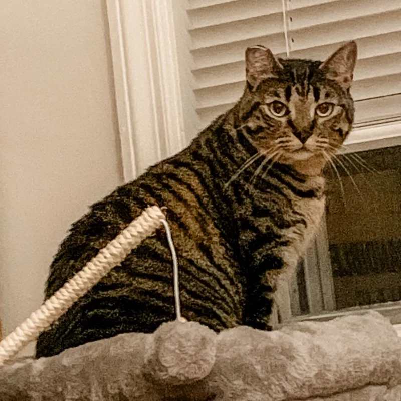 An adult medium-sized female Tabby (Gray / Blue / Silver) Domestic Short Hair cat named Marti for adoption in Montgomery, AL