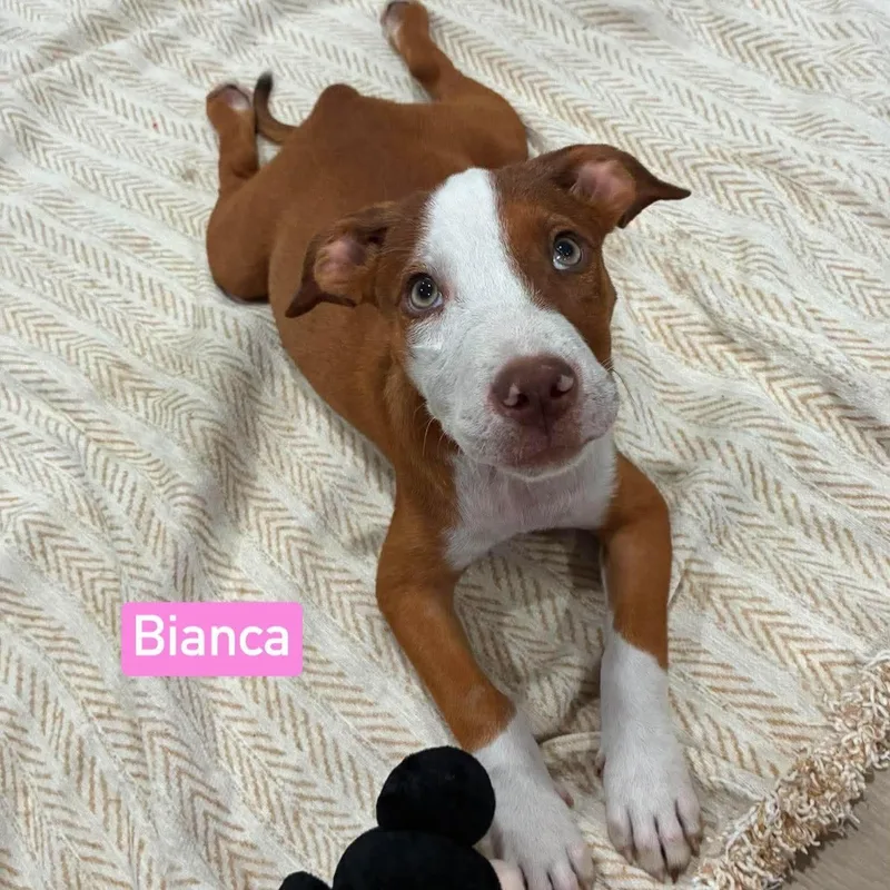 Bianca