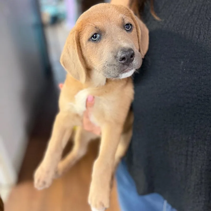 Skye