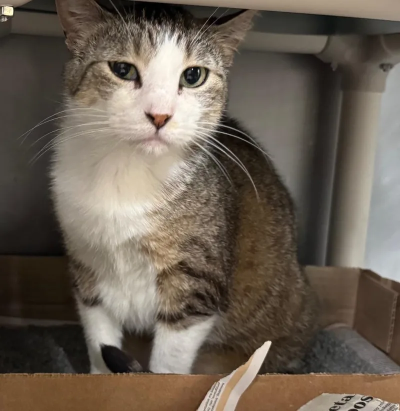 A senior medium-sized male Domestic Short Hair cat named Slim for adoption in Cincinnati, OH