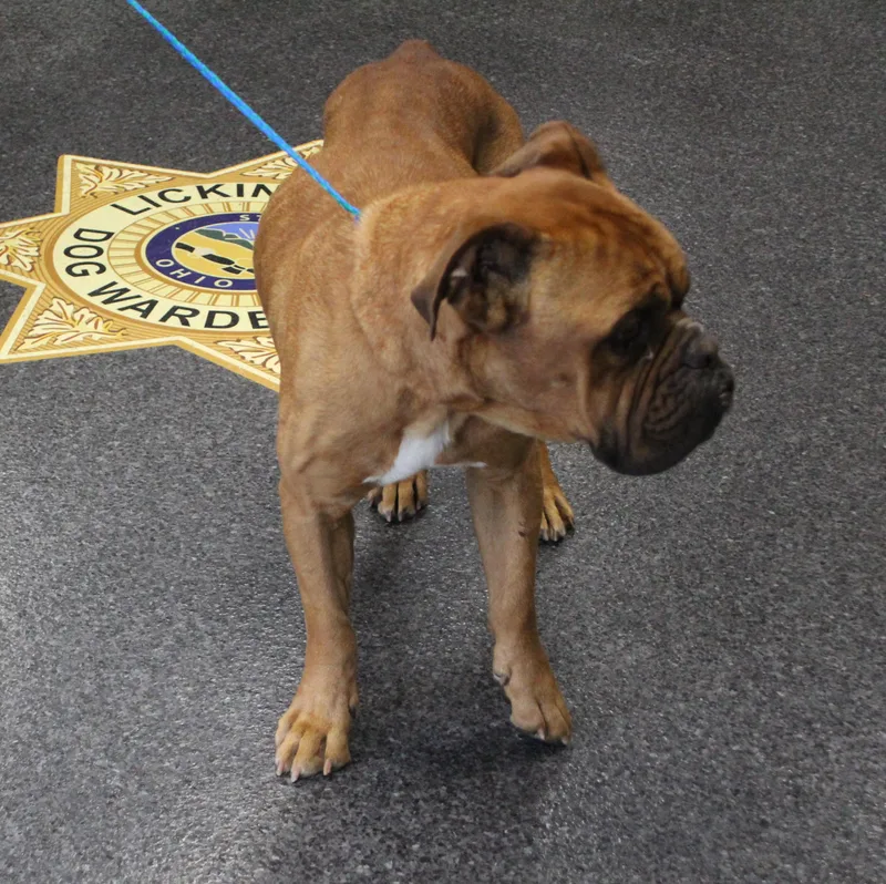 A senior large-sized male Red / Chestnut / Orange Dogue de Bordeaux dog named Zeke for adoption in Heath, OH