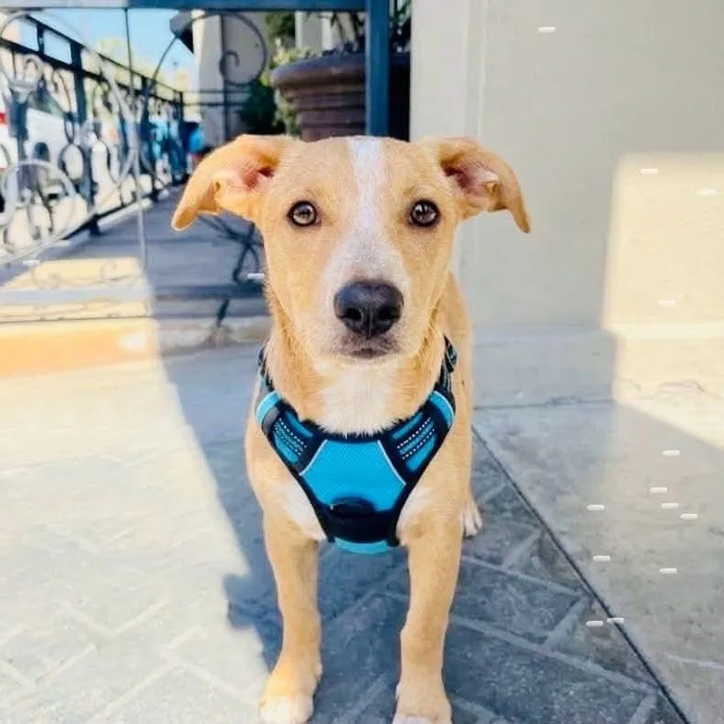 A baby medium-sized female Labrador Retriever dog named Eve for adoption in San Diego, CA