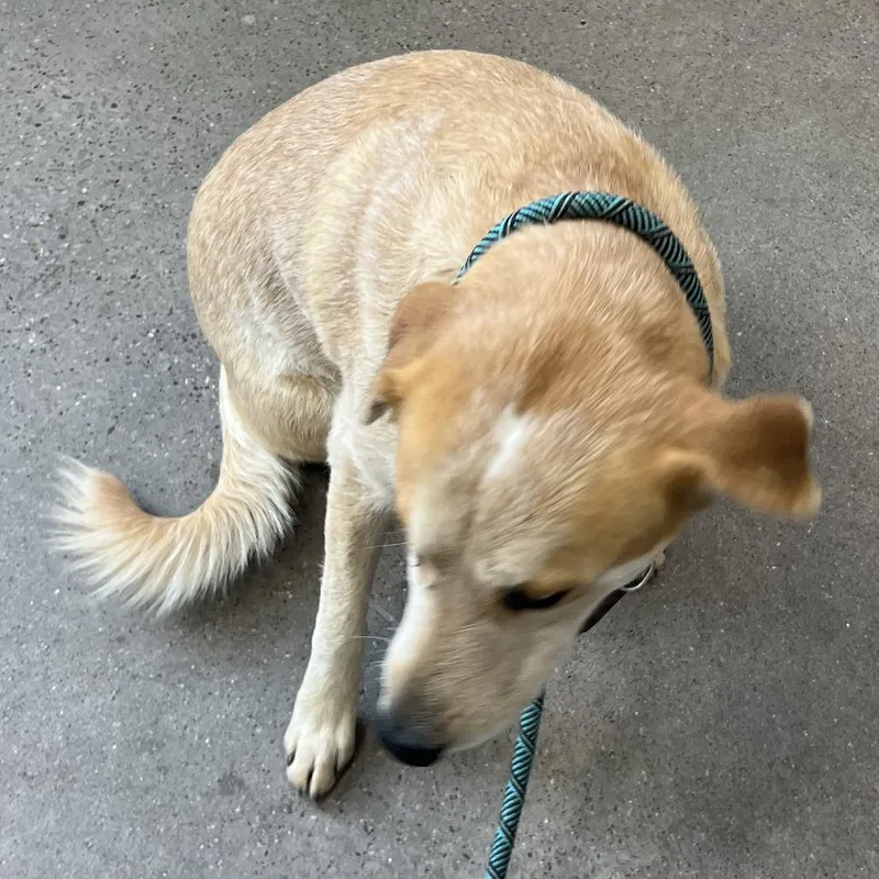 An adult large-sized female Yellow / Tan / Blond / Fawn Mixed Breed dog named 111733 for adoption in Las Cruces, NM