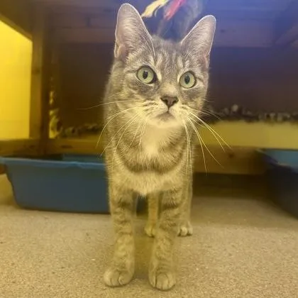 An adult small-sized female Domestic Short Hair cat named Galaxy for adoption in East Montpelier, VT