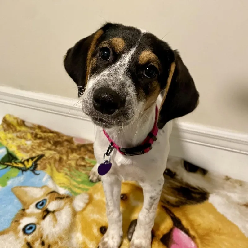 A baby medium-sized female Treeing Walker Coonhound dog named CT Noelle for adoption in Eastford, CT
