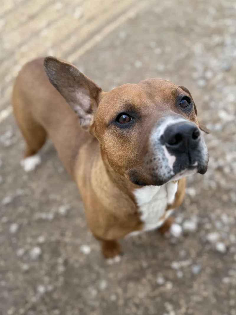 An adult medium-sized male Pit Bull Terrier dog named Aj for adoption in Corning, AR