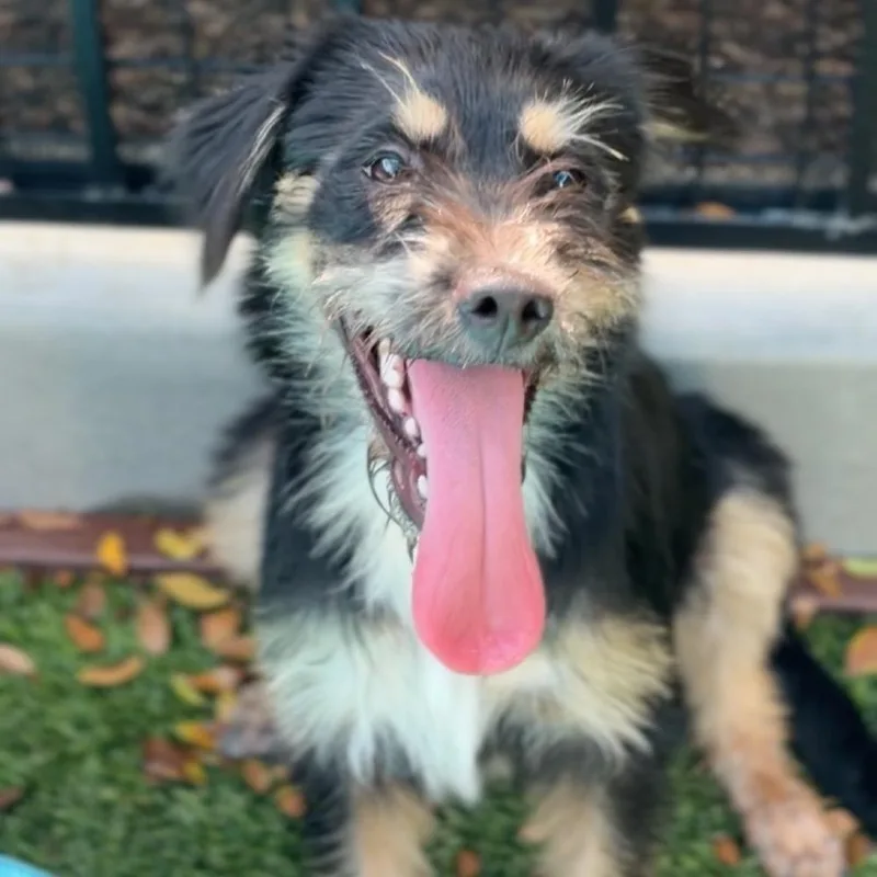 A baby medium-sized female Brown / Chocolate Terrier dog named Charlise for adoption in Colorado Springs, CO