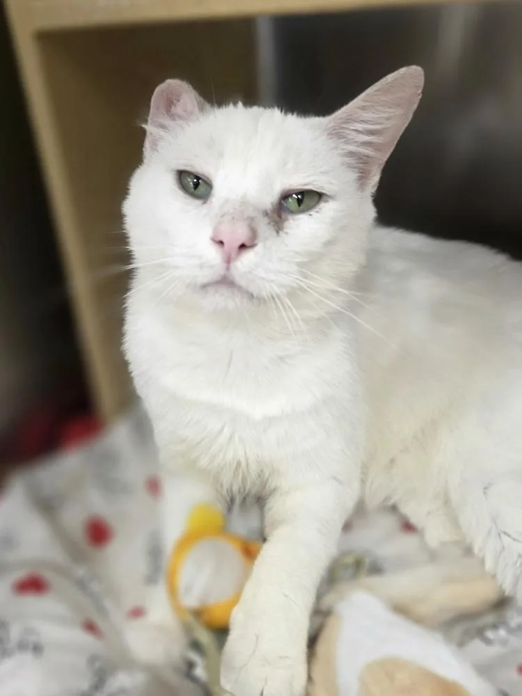 An adult medium-sized male White Domestic Short Hair cat named Marshmallow for adoption in Metamora, IL