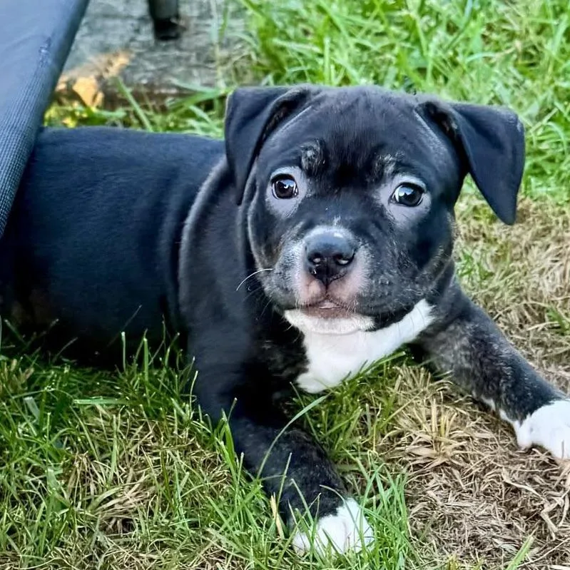 A baby medium-sized female Black American Staffordshire Terrier dog named Blinker Fluid for adoption in Olathe, KS