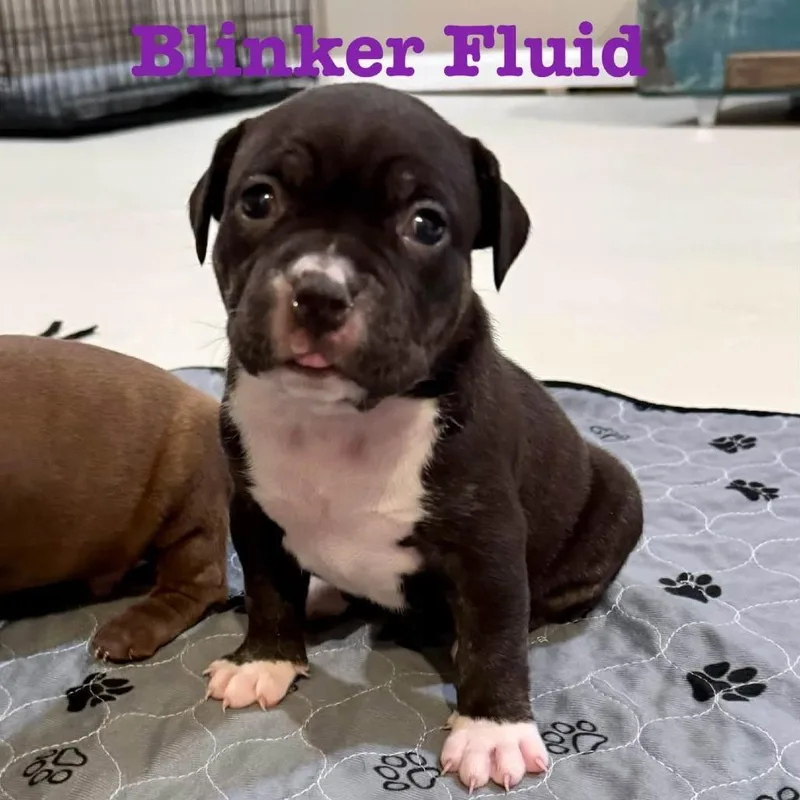 Blinker Fluid thumbnail 2