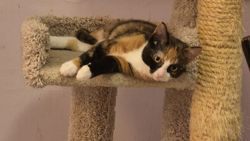 A baby medium-sized female Calico Domestic Short Hair cat named Apollonia for adoption in Beltsville, MD