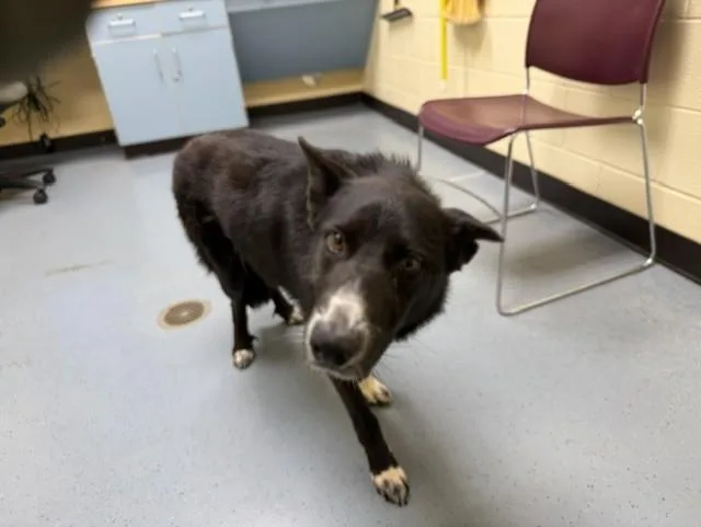 A young medium-sized male Border Collie dog named Maximus for adoption in Denver, CO