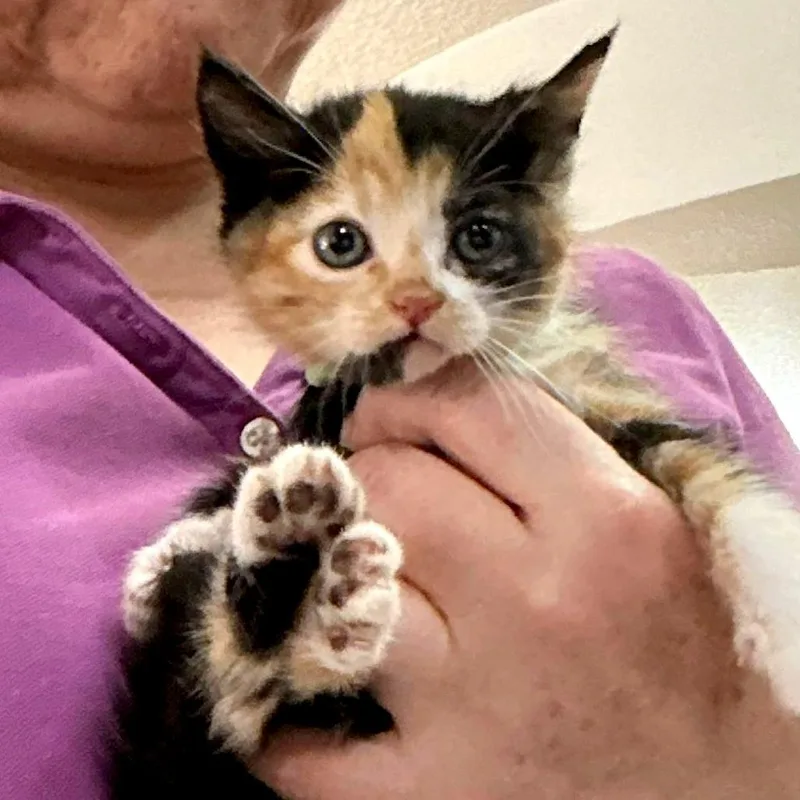 A baby small-sized female Calico Domestic Short Hair cat named Krypton for adoption in Woodinville, WA