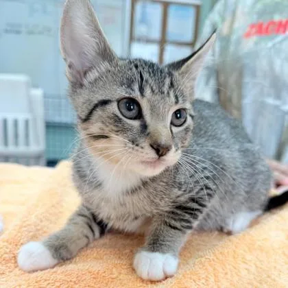 A young medium-sized male Domestic Short Hair cat named Christopher for adoption in Kansas City, MO