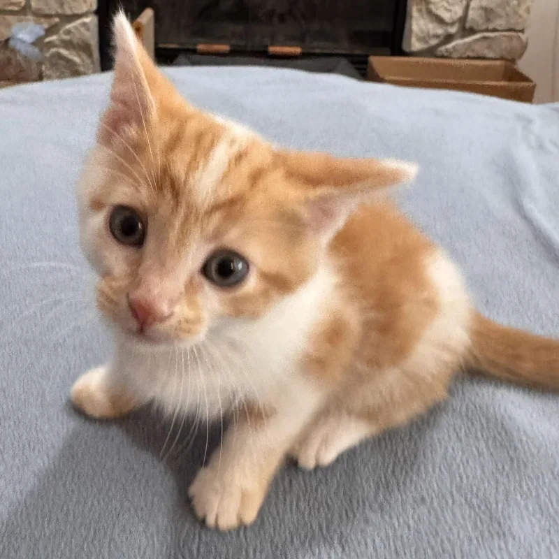 A baby medium-sized female Orange & White Domestic Short Hair cat named Frankie for adoption in Detroit, MI