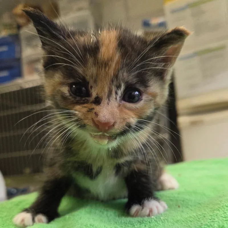 A baby small-sized female Calico Domestic Short Hair cat named Honeybee for adoption in Houston, TX