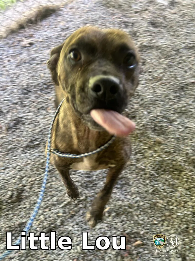 Little Lou thumbnail 3