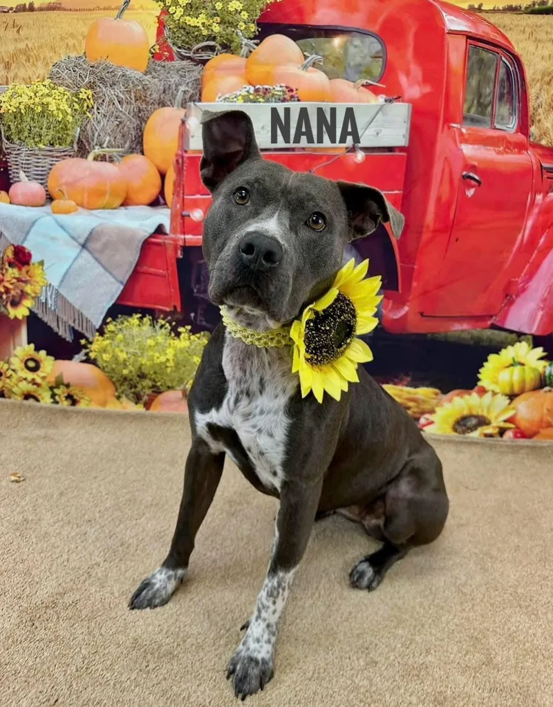 An adult large-sized female Gray / Blue / Silver Mixed Breed dog named Nana for adoption in Flint, MI