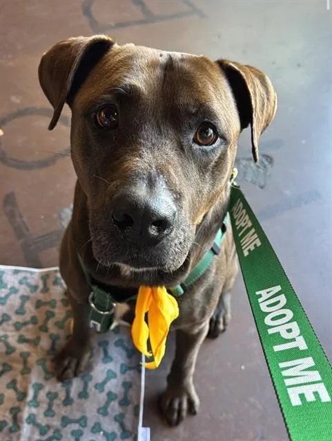 An adult large-sized male Mixed Breed dog named Sammie for adoption in Jacksonville, FL