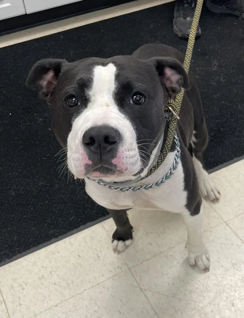 A young medium-sized female Black American Staffordshire Terrier dog named Tamara HOLD for adoption in Canton, OH