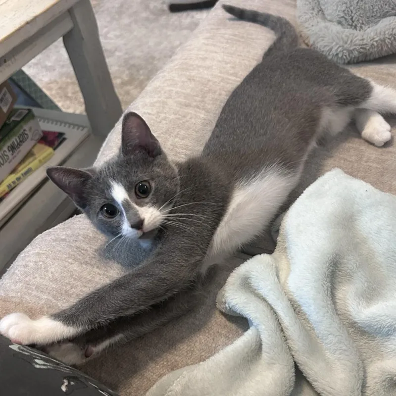 A baby medium-sized male Domestic Short Hair cat named Chunkey Monkey for adoption in Youngsville, NC