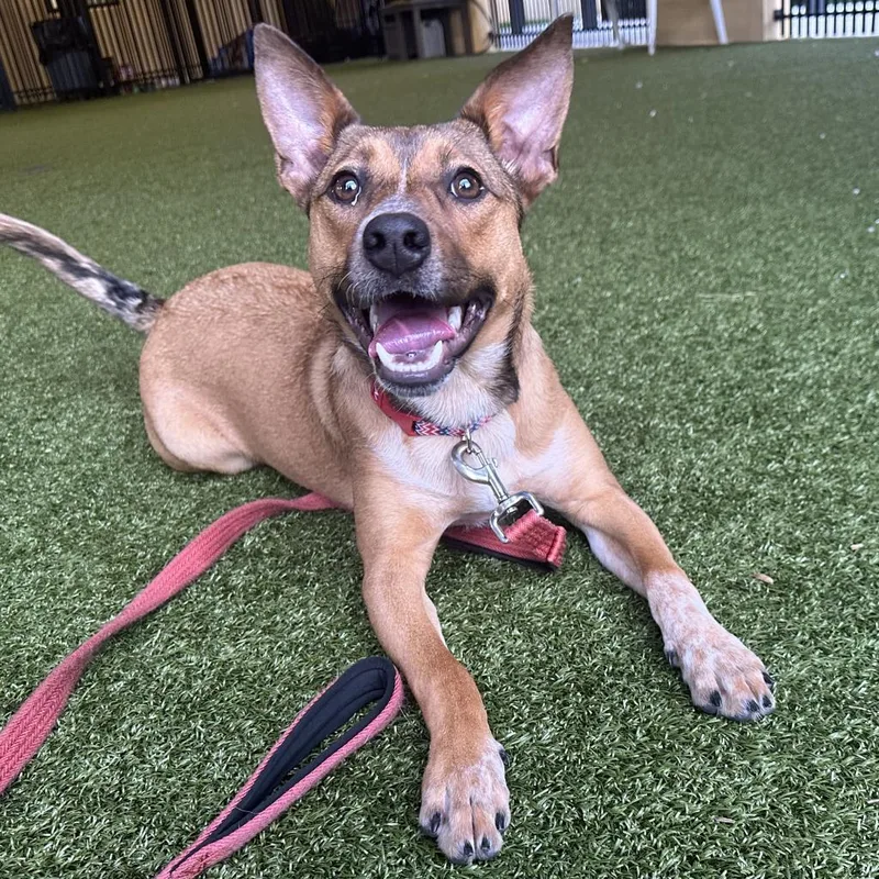 An adult medium-sized female Cattle Dog dog named Roxy for adoption in West Palm Beach, FL