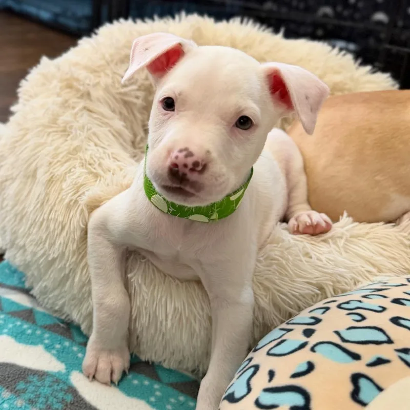 A baby medium-sized male White / Cream Mixed Breed dog named Toby for adoption in Joliet, IL
