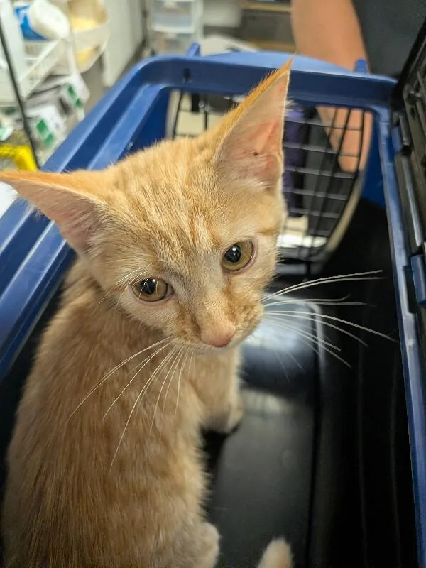 A young small-sized male Orange / Red Domestic Short Hair cat named Cheddar for adoption in Cincinnati, OH