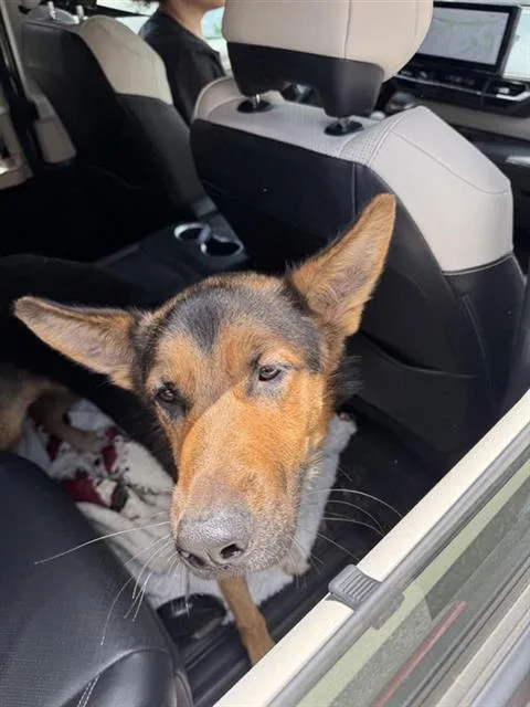 A young large-sized male German Shepherd Dog dog named Remy for adoption in San Antonio, TX