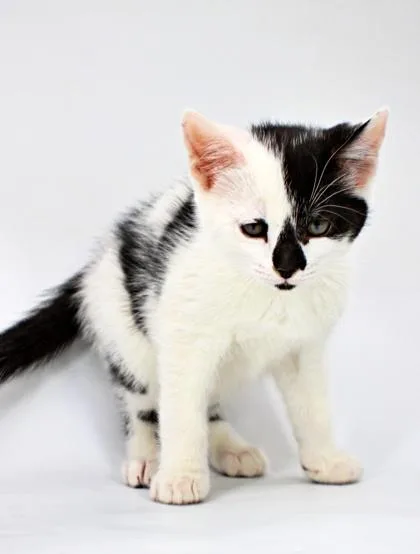 A baby small-sized female Domestic Short Hair cat named Rebekah for adoption in Morton Grove, IL