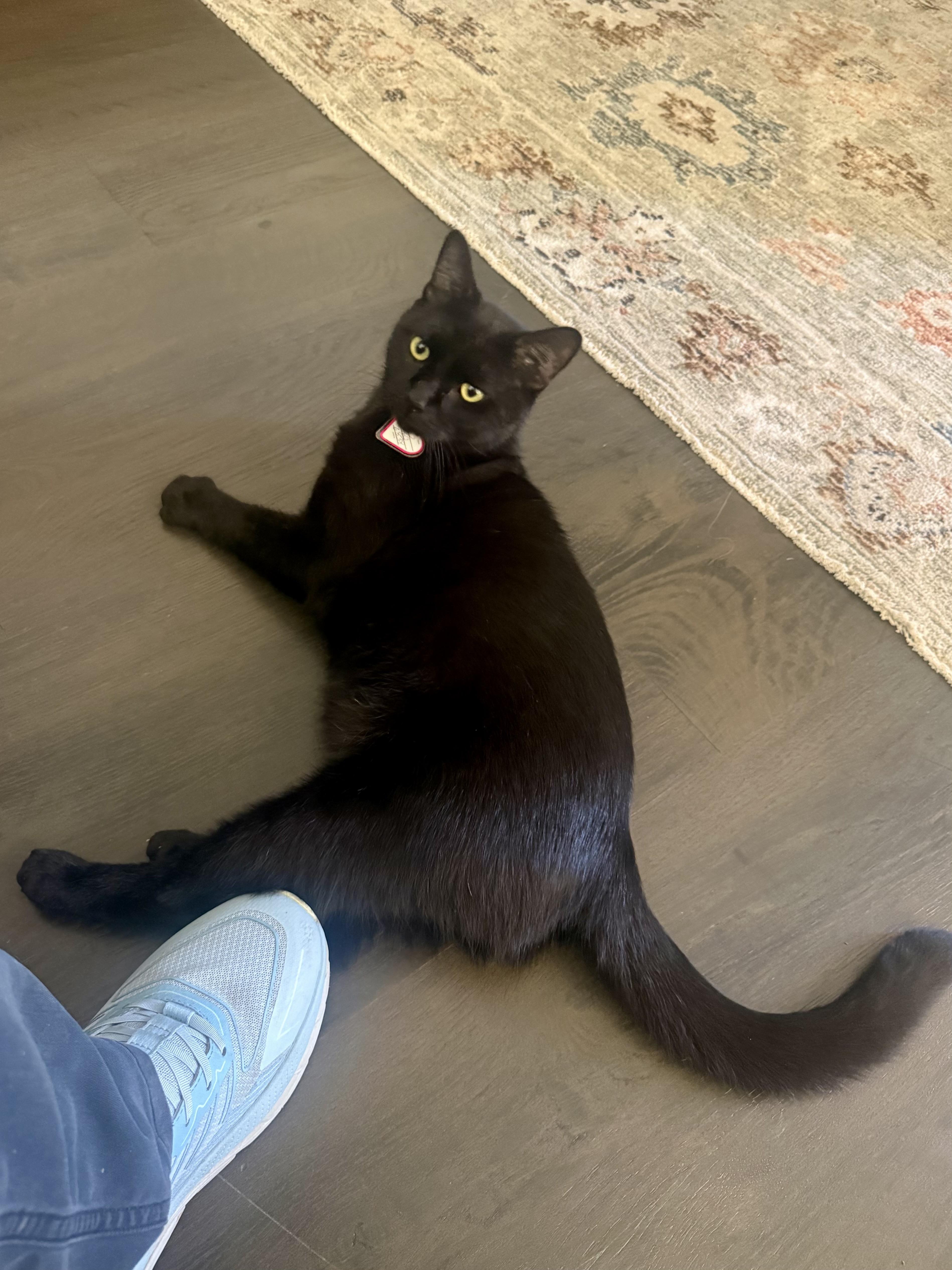 An adult medium-sized male Domestic Short Hair cat named Finnegan for adoption in Venice, CA
