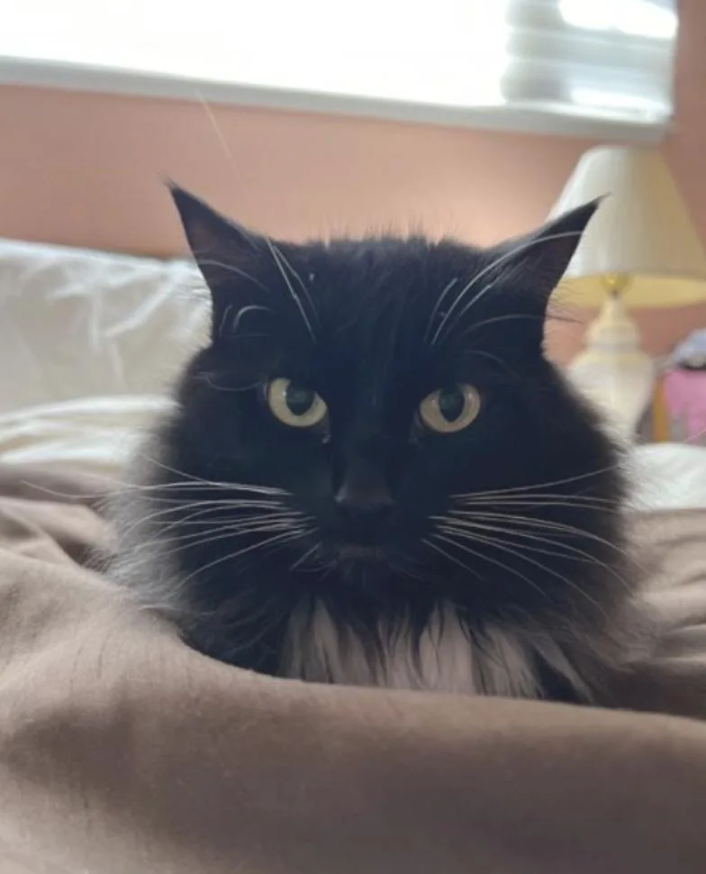An adult medium-sized female Black & White / Tuxedo Domestic Long Hair cat named Abby for adoption in Novato, CA