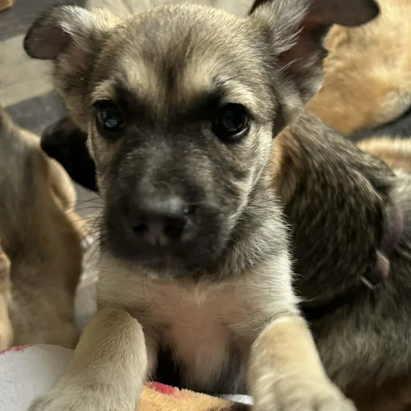A baby medium-sized female Sable Shepherd dog named Polly for adoption in Brockport, NY