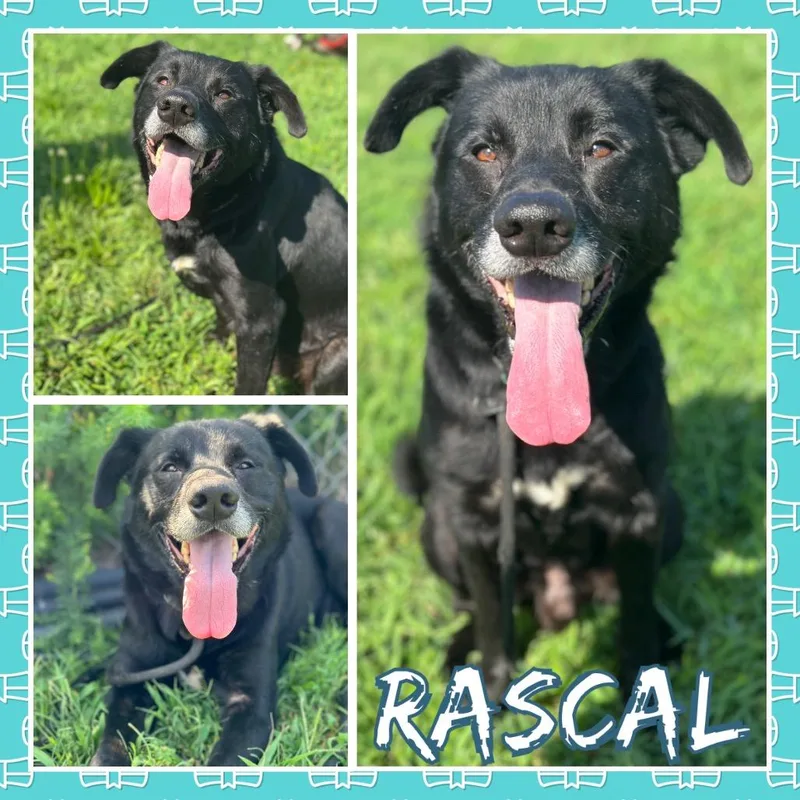 Rascal