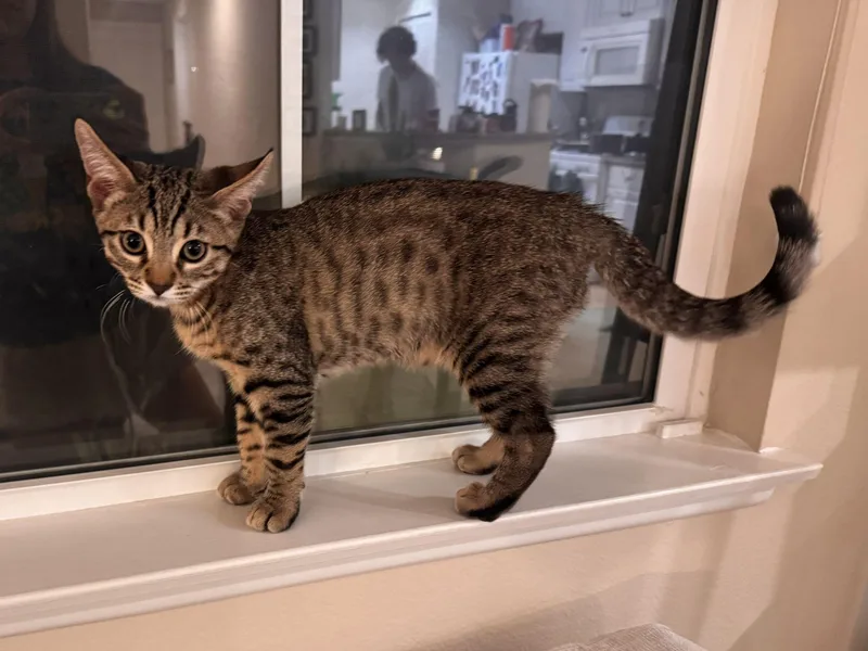 A baby medium-sized male Tabby (Brown / Chocolate) Tabby cat named Ayrton Senna for adoption in Midway City, CA