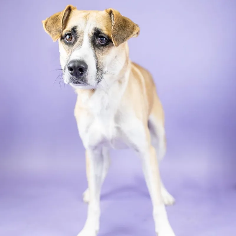 An adult large-sized female Mixed Breed dog named Apple for adoption in Portland, OR