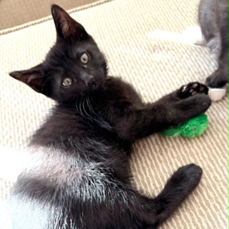 A baby small-sized male Black Domestic Short Hair cat named Onyx for adoption in Antioch, CA