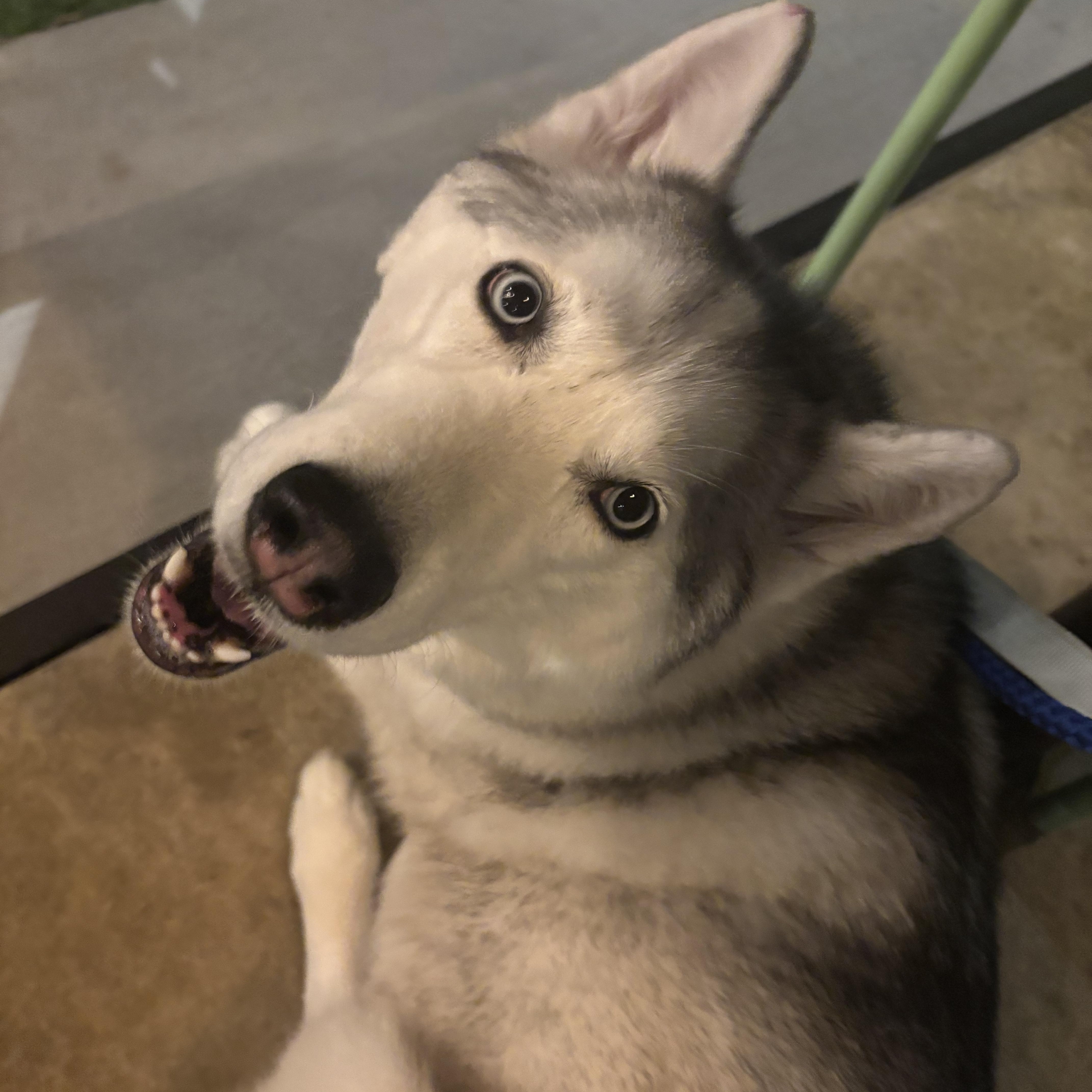 Cici