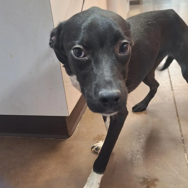 A young medium-sized female Black Mixed Breed dog named Dally  Butler Campus! for adoption in Flagstaff, AZ