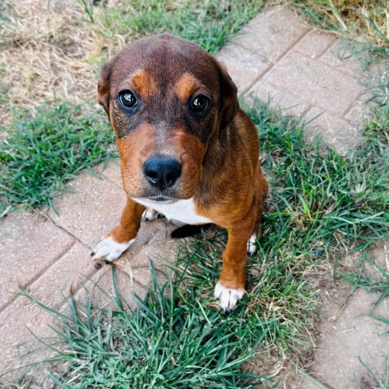 A baby medium-sized female Brown / Chocolate Doberman Pinscher dog named Haven for adoption in Brownsboro, AL