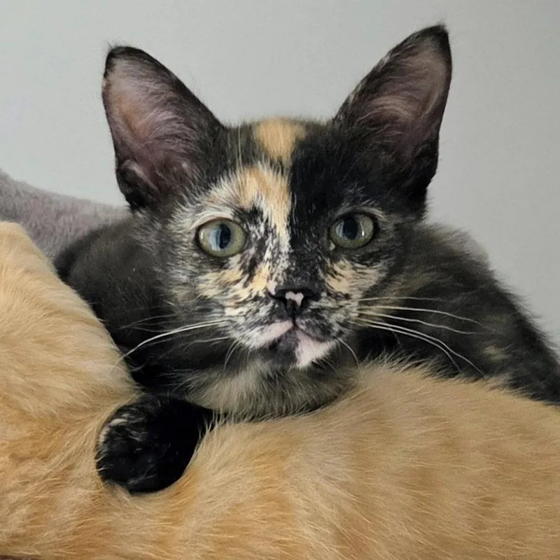 A baby small-sized female Calico Domestic Short Hair cat named Gidget for adoption in St. Louis, MO