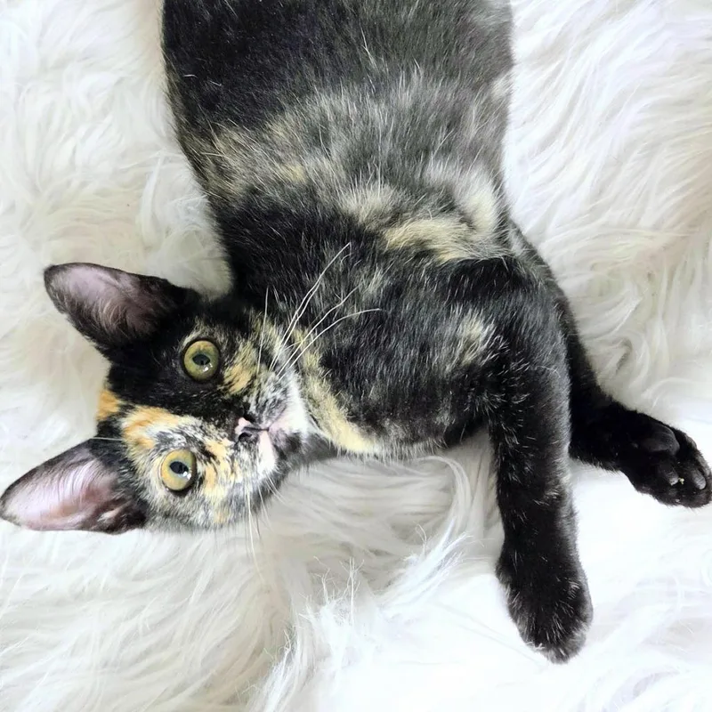 Gidget thumbnail 4