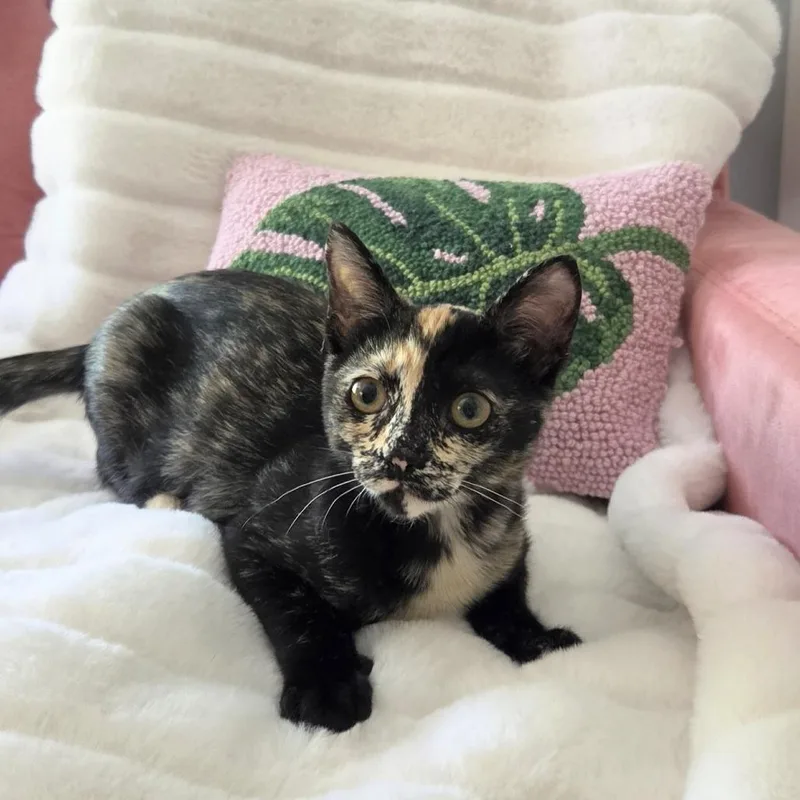 Gidget thumbnail 5