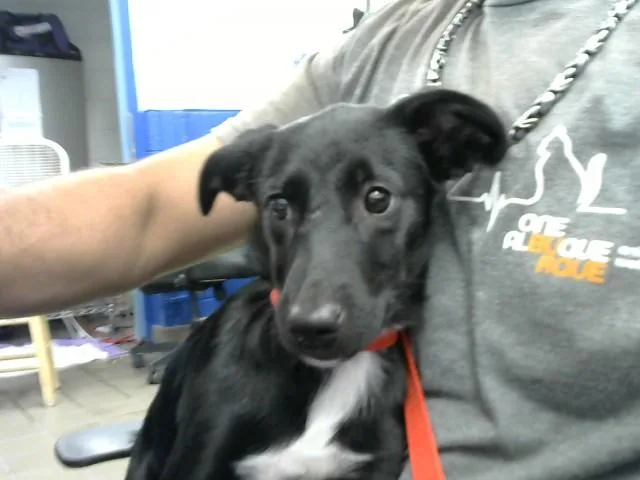 A baby small-sized female Cardigan Welsh Corgi dog named Virginia for adoption in Albuquerque, NM