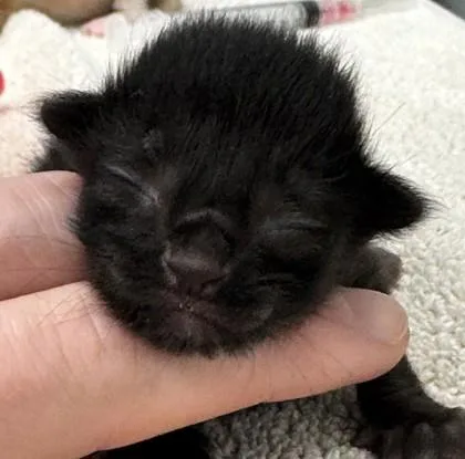A baby small-sized female Domestic Short Hair cat named Mo for adoption in Lafayette, IN