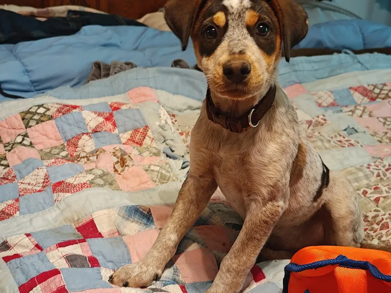 A young medium-sized female Brown / Chocolate Beagle dog named Gail for adoption in Medfield, MA