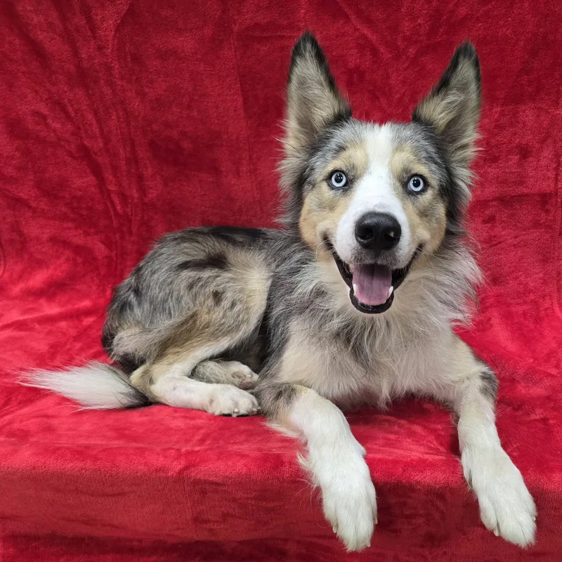 An adult medium-sized male Australian Shepherd dog named Bowie for adoption in Frankfort, IN
