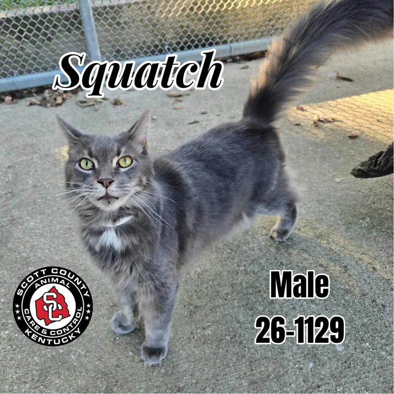 An adult small-sized male Gray / Blue / Silver Domestic Long Hair cat named Squatch for adoption in Georgetown, KY