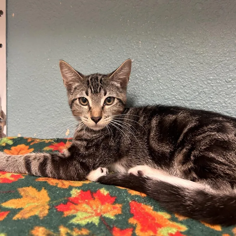 A baby small-sized male Gray / Blue / Silver Domestic Short Hair cat named Lore for adoption in Fresno, CA