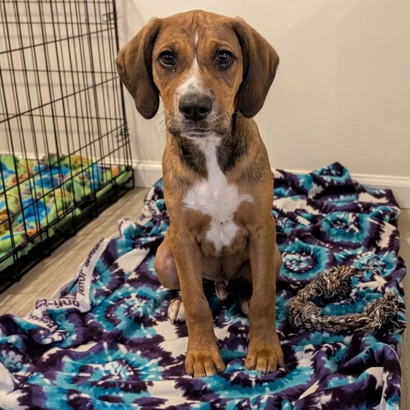 A baby medium-sized male Brown / Chocolate Hound dog named Sarill for adoption in Fredericksburg, VA